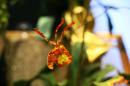 orchidees senat 033 * 4368 x 2912 * (4.36MB)